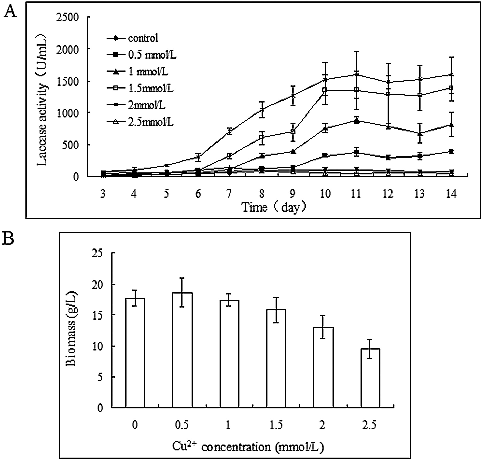 Figure 4. Effect of copper concentration on the time course of laccase production in P. ostreatus (ACCC 52857). (A) Laccase production and (B) biomass accumulation after 14 days of incubation at 25 °C and 160 r/min.