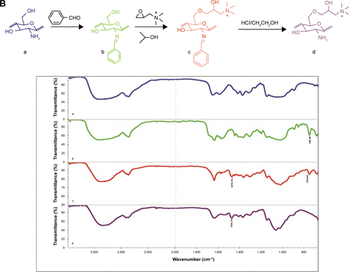 Figure S1 Fourier transform infrared spectra of CS and O-HTCC.Notes: (A) CS: a, curdlan; b, CS. (B) O-HTCC: a, chitosan; b, intermediate product b; c, intermediate product c; d, O-HTCC.Abbreviations: CS, curdlan sulfate; O-HTCC, O-(2-hydroxyl)propyl-3-trimethyl ammonium chitosan chloride.