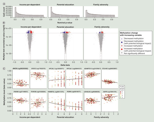 Figure 2.  Variables show different strengths of prediction of DNA methylation at the genome-wide level. (A) Scree plots showing all models had positively skewed nominal p-value distributions. (B) Volcano plots show the overall number of CpG hits with each variable. Plots show -log10 multiple test corrected p-values on a log10 scale against delta beta for each CpG (methylation at the highest level of a variable minus methylation at the lowest level of a variable). Horizontal lines show a false discovery rate of 0.2 and vertical lines show a delta beta of 0.05 or -0.05. (C) Plots show the relationship between methylation and the variable of interest at representative CpGs. Each plot is labeled with the CpG ID and the associated gene. Lines show a linear model fit through the data. See also Supplementary Figures 1–3 and 5.