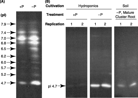 Figure 1  Activity staining of APase separated by isoelectric focusing. (A) Profile of APase isoforms in crude protein extracted from roots of hydroponically cultured white lupin. (B) Profile of secreted crude protein from roots of hydroponically cultured white lupin and extracted protein of rhizosphere cluster roots cultured in soil. pI, xxxx.