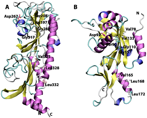 Figure 2 Cartoon view diagram of the secondary structure of CHASE domain of AtHK1 showing the arrangement of 11 β-sheets and 8 α-helices structures (A) and OsHK3b showing 14 β-sheets and 8 α-helices (B). The highlighted residues were found conserved in various sensory domains. The residues are numbered according to their respective position in the complete sequence of AtHK1 and OsHK3b.