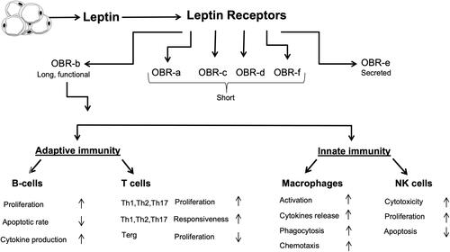 Figure 2 Interactions between leptin and the immune system. Leptin upregulates the formation of different inflammatory proteins through activating both innate and adaptive immunity.