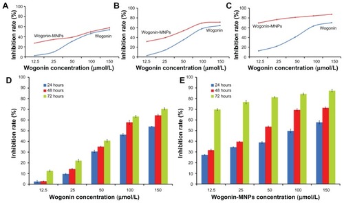 Figure 4 Inhibition rates of Raji cells treated with different concentrations of wogonin or wogonin-magnetic nanoparticles for 24, 48, and 72 hours. (A) Inhibition rates of Raji cells treated with different concentrations of wogonin or wogonin-magnetic nanoparticles for 24 hours; (B) inhibition rates of Raji cells treated with different concentrations of wogonin or wogonin-magnetic nanoparticles for 48 hours; (C) inhibition rates of Raji cells treated with different concentrations of wogonin or wogonin-magnetic nanoparticles for 72 hours; (D) inhibition rates of Raji cells treated with different concentrations of wogonin for 24, 48, and 72 hours; (E) inhibition rates of Raji cells treated with different concentrations of wogonin-magnetic nanoparticles for 24, 48, and 72 hours.Abbreviation: MNPs, magnetic nanoparticles.