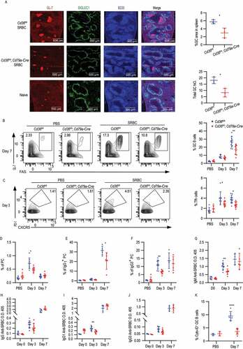 Figure 6. B cell-specific deletion of CD36 selectively impairs T-cell-dependent immune response. (A) Age-matched Cd36fl/fl and Cd36fl/fl; Cd79a-Cre mice were immunized i.v. with SRBC or PBS as a control. Visualization of GL-7+ GC B cells in the spleen section after 7 d immunization. GL-7+ GC B cells (red), SIGLEC1/CD169+ metallophilic macrophages (green), and B220+ B cells (blue). Image size is 1,500 µm × 1,500 µm. Percentage of GL-7+ GC area and the total NO. of GCs in spleen showed right (GL-7+ area ≥ 1,000 pixel units was counted and normalized to the spleen size). (B) Percentage of FAShigh GL-7high GC B cells among B220high IgDlow B cells 3 and 7 d after immunization. Blue dots present for Cd36fl/fl mice and red dots present for Cd36fl/fl; Cd79a-Cre mice. (C) Percentage of CXCR5+ PD-1high Tfh (among CD4+ TCRB+ T cells) at 3 or 7 d after immunization. (D) The frequency of B220low SDC1/CD138+ PC, 3, or 7 d after immunization. (E and F) The frequency of IgG3+ PC and IgG1+ PC, 3 or 7 d after immunization. (G-J) Serum was collected on 3 and 7 d and the level of IgM, IgG, IgG1, and IgG3 anti-SRBC were determined by ELISA. Data are representative of three independent experiments with 5–8 mice in each group. (K) Frequency of Cyto-ID staining in GC B cells. Data are representative of three independent experiments. *P < 0.05, **P < 0.01 and ***P < 0.001 (Mann-Whitney test)