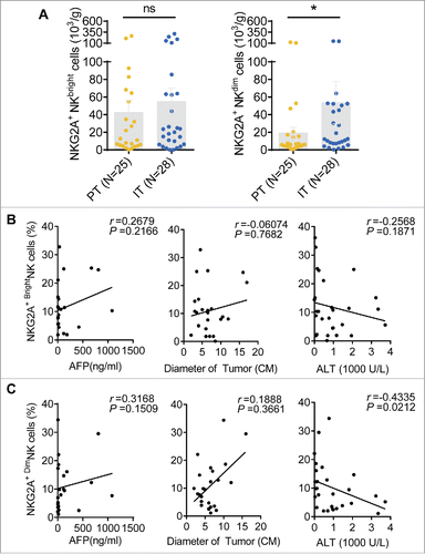 Figure 7. Correlations between the percentages of different NKG2A+ NK cell subsets and the clinical characteristics of patients with HCC. (A) The absolute number of NKG2A+CD56bright NK cells (left) or NKG2A+CD56dim NK cells (right) in per gram IT tissues (N = 28) and PT tissues (N = 25) from HCC patients. Cumulative data are shown (Mann–Whitney non-parametric test). Correlations between NKG2A expressions in CD56bright NK cells (B) or CD56dim NK cells (C) and AFP and ALT levels and tumor diameters. Each dot represents a single patient. Spearman's correlation coefficients are shown.