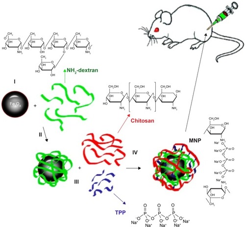 Figure 1 Schematic representation of the synthesis of chitosan-based superparamagnetic iron oxide nanoparticles (CS-DX-SPIONs).Abbreviations: CS-DX-SPIONs, chitosan–dextran superparamagnetic iron oxide nanoparticles; MNP, magnetic nanoparticle; TPP, tripolyphosphate.