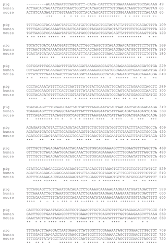 Figure 2 Multiple alignments of the partial porcine Tex11 sequence with the corresponding mouse and human Tex11 sequences.