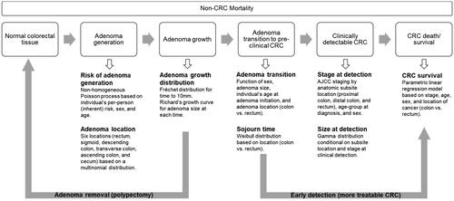 Figure 1. Overview of CRC-AIM microsimulation model (Adapted from Vahdat et al.Citation13) Abbreviations. AJCC, American Joint Committee on Cancer; CRC, colorectal cancer; CRC-AIM, Colorectal Cancer-Adenoma Incidence and Mortality model.