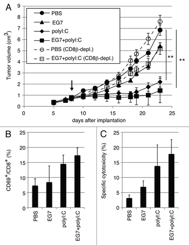 Figure 1. PolyI:C induces CTL-mediated tumor regression. (A) WT mice were challenged with EG7 cells and were treated with PBS (●), EG7 lysates (▲), polyI:C (◆) and EG7 lysates + polyI:C (■). The adjuvant therapy was started at the time indicated by the arrow and the indicated reagents injected twice per week. One of the two PBS groups (○) and one of the two EG7 lysates + polyI:C groups (◻) were treated with anti-CD8β ascites in order to deplete CD8+ T cells once a week. Each group had 3–5 mice. (B) Draining inguinal LNs were harvested 24 h after the last treatment and the proportion of CD69-expressing CD8+ cells were counted. (C) LN cells were co-cultured with MMC-treated EG7 cells for 3 d and subjected to 51Cr release assay to evaluate CTL activity. E/T = 50. All error bars used in this figure show ± SEM. Data are representative of two independent experiments. One-way analysis of variance (ANOVA) with Bonferroni’s test was performed to analyze statistical significance. **, p < 0.01.