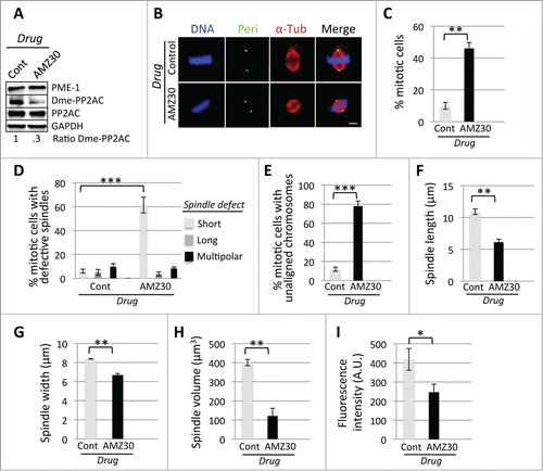 Figure 2. Pharmacological-mediated perturbation of the LCMT1-PME-1 methylation equilibrium leads to misregulation of spindle size and cell division. (A) Pharmacological inhibition of PME-1 with AMZ30 compared to DMSO vehicle control. Note that the levels of demethylated PP2AC decreased in cells treated with AMZ30. (B) Immunofluorescence microcopy showing that AMZ30-treated cells have abnormally short spindles. Bar = 5 μm. (C) Quantification of the percentage of cells in mitosis showing that inhibition of PME-1 with AMZ30 leads to a major increase in cells arrested in mitosis. (D) Quantification showing that treatment of cells with AMZ30 leads to a major increase in the percentage of mitotic cells with abnormal spindles (short, long, multipolar). (E) Quantification showing that treatment of cells with AMZ30 leads to a major increase in the percentage of unaligned chromosomes. (F) Quantification of metaphase spindle PTP distance (in μm) showing that AMZ30-treated cells have abnormally short spindles. (G) Quantification of metaphase spindle width (in μm) showing that AMZ30-treated cells have abnormally short spindle widths. (H) Quantification of metaphase spindle volume (in μmCitation3) showing that treatment with AMZ30 leads to a decrease in volume. (I) Quantification of the total fluorescence intensity of mitotic spindle microtubules for AMZ30-treated cells, in arbitrary units (A.U.), showing that AMZ30 treatment leads to a decrease in total microtubule polymer. (C–I) Data represents average ± SDs of 3 independent experiments. ** = P < 0.005, *** = P < 0.0005.