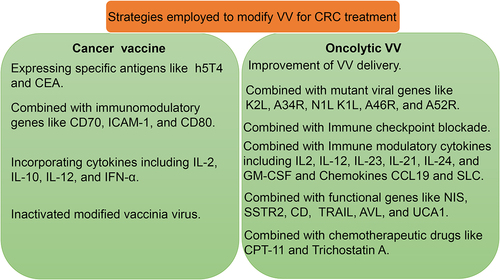 Figure 1. The strategies employed to improve the efficacy of VV for CRC treatment.