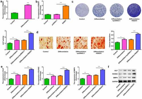 Figure 2. RAD51 promoted osteogenic differentiation. (a) The expression levels of RAD51 in undifferentiated and differentiated cells were determined by qPCR. (b) Transfection efficiency was assessed by qPCR. (c) The effects of RAD51 on ALP activity were assessed by ALP staining. (d) Calcium deposition was assessed by an ARS assay. (e) The expression levels of ALP, RUNX2, and BMP4 were determined using qPCR. (f) The expression levels of ALP, RUNX2, and BMP4 were determined using Western blot. ***P < 0.001. **P < 0.01. *P < 0.05.