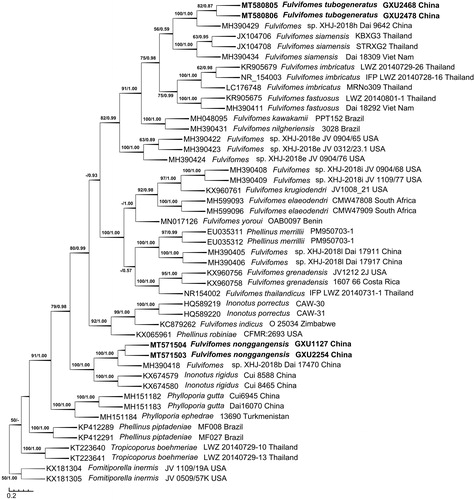 Figure 1. Phylogenetic tree was generated using maximum parsimony analyses based on ITS sequences. Bootstrap values (before the/) higher than 50% and Bayesian posterior probabilities (after the/) more than 0.50 are indicated along the branches.