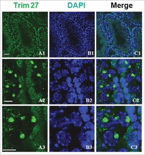 Figure 2. Trim27 expression in germ cells as detected by immunostaining of testis sections. Upper panel: Trim27 (green) and nuclei (blue) at low magnification. Lower panel: Trim27 (green) and nuclei (blue) at high magnification. Trim27 is both nuclear and cytoplasmic, and is localized in the nuclei of primary spermatocytes, but in the cytoplasm of round spermatids. Bars = 10 μm.