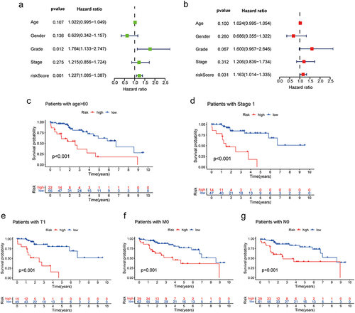 Figure 7 Clinical value of the prognostic signature. (a) Forest plot of univariable Cox regression results for 5 prognostic factors. (b) Forest plot of multivariable Cox regression results for 5 prognostic factors. (c–g) Kaplan-Meier survival curves of the high-risk and low-risk groups according to the subgroups.