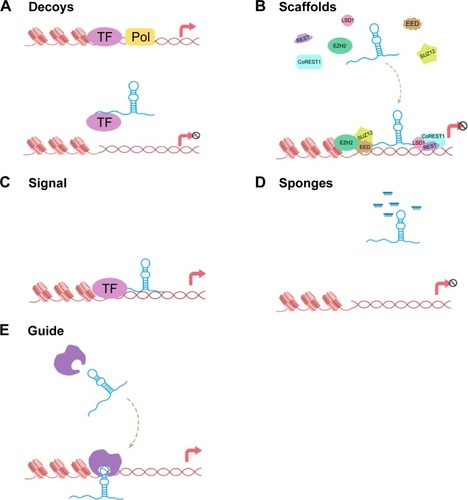 Figure 1 Overview of the five molecular functions of lncRNAs.