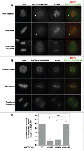 Figure 3. SIM3 is most critical for centromeric localization of PICH. (A) Mutation in SIM3 of PICH drastically reduces centromeric association of PICH. EGFP-tagged PICH dSIM3 transiently expressed and induced in HeLa Tet-ON cells. Different stages of mitotic cells isolated and EGFP-PICH dSIM3 visualized along with centromere marker, CENPA by immunofluorescence staining. White bar on the top right panel indicates 10 μm. (B) SIM1 and SIM2 of PICH does not affect centromere localization of PICH in HeLa Tet-ON cells. Similar to PICH dSIM3, PICH dSIM1&2 was ectopically induced and expressed in HeLa Tet-ON cells. PICH mutant was visualized by EGFP along with CENPA by immunostaining analysis. White bar on the top right panel indicates 10 μm. (C) PICH signals of the mutants (d3SIM, dSIM3, and dSIM1&2) at the centromeres were normalized to CENPA levels and quantified relative to PICH WT. Values represent the average of at least 30 different centromeres analyzed in at least 3 different cells in each set (n, n = 3). Error bars indicate standard deviation and statistical analysis by paired student t-test is indicated as **p < 0.01, ***p < 0.001.