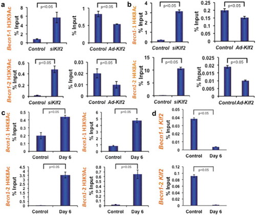 Figure 7. KLF2 regulates Beclin1 gene epigenetically. Autophagy signaling pathway molecule Becn1 was analyzed using ChIP-quantitative PCR method after loss-of-function and gain-of-function of Klf2 in RAW264.7 cells. Active marks of Becn1 gene for both H3K9 acetylation (a) and H4K8 acetylation (b) were evaluated in two different promoter sites, and shown graphically. (c) H3K9 and H4K8 acetylation were also assessed after osteoclastic differentiation (on Day 6 of RAW264.7 cells), and evaluated in both promoter sites, and shown graphically. (d) KLF2 binding on Becn1 promoter regions was evaluated by KLF2-ChIP analysis in osteoclastic differentiated cells.