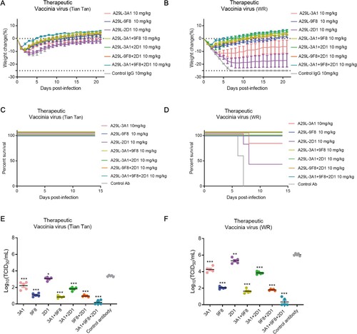 Figure 7. Therapeutic effects of monkeypox A29L protein specific antibodies 3A1,9F8, 2D1, 3A1 + 9F8, 3A1 + 2D1, 9F8 + 2D1, 3A1 + 9F8 + 2D1 in mice. A-B, Body weight changes of BALB/C mice (n = 6 per group) infected with 5*106 TCID50 doses of the VACV Tian tan strain (A) or VACA WR strain (B) 24 h after intraperitoneal administration with antibodies (10 mg/kg). Weight curves represent mean ± 95% confidence interval. C-D, Survival curves of BALB/C mice (n = 6 per group) infected with 5*106 TCID50 doses of the VACV Tian tan strain (C) or VACA WR strain (D) 24 h after intraperitoneal administration with antibodies (10 mg/kg). E-F, Pulmonary virus titres of BALB/C mice (n = 5 per group) infected with 5*106 TCID50 doses of the VACV Tian tan strain (E) or VACA WR strain (F) 24 h after intraperitoneal administration with antibodies (10 mg/kg). Black bars indicate mean values. For (E) and (F), virus titres in the lungs of mice treated with each antibody therapeutically were determined four days after infection; t-test was used for comparisons between groups. *p < 0.05, **p < 0.05, ***p < 0.001 versus the negative control group.