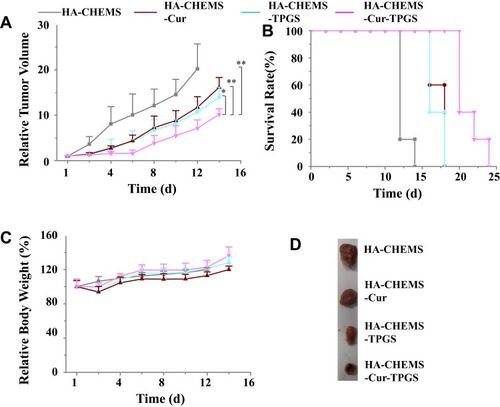 Figure 6 In vivo antitumor performance of nanoparticles in 4T1-tumor-bearing BALB/c mice. HA-CHEMS-Cur-TPGS NPs were given on days 0, 2, 4, 6 and 8 with a concentration of 50 mg/kg. (A) 4T1 tumor growth rate. Statistical analysis: *p<0.05, **p<0.01. (B) Survival curves of mice after 24 days. (C) Body weight changes of mice. (D) Photographs of tumor blocks collected from different treatments groups on day 14.