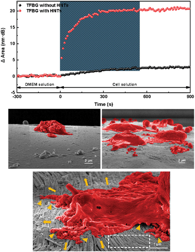 Figure 3. Real-time response of the spectral area of the tilted fiber Bragg grating substrate coated and uncoated with HNTs when MCF-7 cells were captured from the solution. Bottom: SEM images of uncoated substrate capturing the cells (left) and of HNT-coated support, which is more efficiently capturing MCF-7 (right), also with a zoomed view of one cell. Reproduced with permission from [26], copyright by Elsevier, 2023.