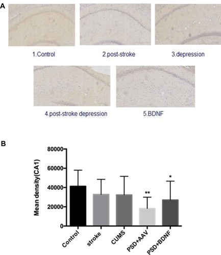 Figure 11 (A, B) BDNF protein expression levels in the CA1 region of the hippocampus 10 days after BDNF-HA2TAT/AAV nasal administration (immunohistochemistry). Error bars represent one standard error of the mean. All data from animal groups: control (n=8), stroke (n=7), CUMS (n=8), PSD+AAV (n=7), PSD+BDNF (n=7). Other groups compared with control group: *P<0.05, **P<0.01.