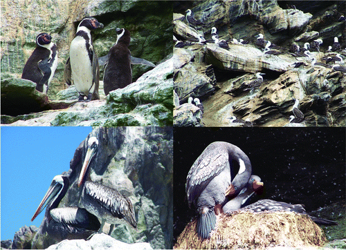 Figure 2.  Humboldt Current LME seabirds: Humboldt penguins (upper left), Peruvian boobies (upper right), Chilean pelicans (lower left) and red-legged cormorants (lower right). Choros and Chungungo Islands, Northern Chile. Photographer: Petra Quillfeldt.