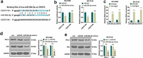 Figure 4. miR-20b-5p targeted PD-L1/PD1 a. Base complementary sequence. b. The association between miR-20b-5p and CD274-Wt and CD274-Mt was determined by the dual-luciferase reporter assay. nsP>0.05, *P < 0.05, (vs.miR-NC group). c, RIP assay checked the binding relationship between miR-20b-5p and CD274. ***P < 0.001(vs. Anti-IgG group). d-e. WB monitored the PD-L1/PD1 pathway expression. ns P > 0.05(vs.con group). * P < 0.05, ** P < 0.01, (vs.miR-NC group). n = 3.