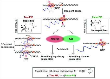 Figure 2. Mechanistic model for controlling RNAP pausing by biased thermal fluctuations on repetitive genomic sequences, and its biological significance. During transcription elongation, the net forward-biased RNAP motion is coupled with an NTP-binding to the RNAP active site, causing the elongation reaction. Upon transient pausing at PIE signal, such an NTP binding is blocked, allowing RNAP diffusion upstream of PIE along DNA. RNAP pausing is stabilized when blocking of elongation by the PIE signal is combined with the RNAP diffusion biased by repetitive DNA sequence elements upstream of PIE. In particular, if DNA regions upstream of PIEs contain repetitive sequence elements, then paused complexes are greatly influenced by thermal fluctuations, on average, i.e. diffusional backtracking of RNAP is greatly enhanced. If, however, the sequences surrounding PIEs are non-repetitive, the fluctuations of paused complexes are limited on average, and thus such paused complexes have a higher probability to remain in an initial paused state without diffusional backtracking, facilitating a rapid resumption of elongation. Since PIEs containing such repetitive elements are enriched in transcriptional regulatory regions on E. coli genome [Citation4,Citation5], this mechanism allows the RNAP to “statistically” discriminate physiologically-relevant pausing from more abundant physiologically-irrelevant pausing, possibly leading to transcription-replication conflicts and the resultant genome instability [Citation37]. The box in the bottom of the panel illustrates our statistical mechanics modeling approach. The probability of RNAP to diffuse upstream of PIE site is controlled by the Boltzmann distribution, depending on the non-consensus free energy. If DNA regions upstream of PIE are enriched in repetitive sequence elements, the corresponding free energy is lower, and thus the probability for the diffusional backtracking is higher (see chapter 6 of [Ref. Citation1]).