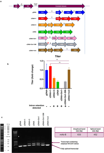 Figure 5. HCCD-intron1 can alleviate VH-CH1 intron retention when moved within the HCCD (A) Depiction of the different HC intron arrangements used in plasmids expressing mAb-B. Expression plasmids were evaluated using a stable CHO pool fed-batch process. SM= sequence modified by 1-nucleotide to increase splice donor strength (b) Fed-batch titers represented as fold change compared to gDNA. The mean + SD is shown, n = 3 in all cases, statistical analysis was determined using an unpaired t-test, ns=not significant. Intron retention data from (c) is summarized beneath each construct tested, + = high level intron retention detection, - = little/no intron retention detected. (c) Evaluation of the expression plasmids in a VH-CH1 intron retention assay. Total RNA was extracted from the CHO pool cells, followed by cDNA synthesis. PCR was carried out with primers designed to anneal to each unique variable HC and a common reverse primer in the constant region. PCR products were resolved and visualized on a 1% agarose gel. Molecular marker is Bioline HyperLadder 1kb. Table describes expected band sizes for spliced or unspliced species.