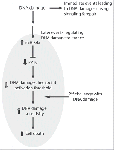 Figure 9. miR-34a regulates DNA damage tolerance by targeting PP1γ. The figure illustrates the model suggested by our findings wherein the induction of miR-34a expression by DNA damage acts via PP1γ to decrease the threshold for damage signaling via ATM. Immediate events at the site of damage lead to DNA damage repair. The induction of miR-34a and consequent downregulation of PP1γ, peaking some 72 h after exposure to damage, is a late event that alters cellular tolerance to increase sensitivity to a second challenge with DNA damage.