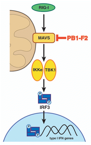 Figure 1 The anti-interferon activity of PB1-F2. Upon recognition of viral RNA species, RIG-I interacts with and activates MAVS. This leads to the activation of TBK1 and IKKε which phosphorylate IRFS. The IRF transcription factor complex then translocates to the nucleus to mediate the transcription of type I IFN genes (together with NFκB and ATF/c-Jun, not shown here). Our recent study shows that PB1-F2 inhibits the induction of type I IFN at the level of the MAVS adaptor protein. Please note: schematic is not to scale.