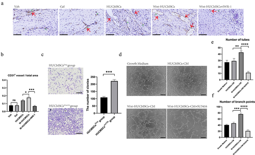 Figure 5. HUCMSCsWnt10b promoted the migration and angiogenesis of HUVECs. (a) Immunohistochemistry was used to identify the expression of CD31 in the callus of the fracture site at 2 weeks after surgery. (b) The number of CD31+ vessels in the total area was analyzed using Image J (n = 8, the red arrows indicate the CD31+ blood vessels, scale bar = 200 μm). (c) Transwell™ assay was performed to analyze the migration ability of the HUVECs. HUVECs were seeded into the upper chambers at 2,000 cells/mL, and HUCMSCsEmp-conditioned medium or HUCMSCsWnt10b-conditioned medium was added to the lower chambers. After 24 hours, cells on the lower surface of the Transwell™membrane were stained with crystal violet. The number of colonies was quantified using Image J (n = 3, mean ± SEM, ***: P < 0.001, by Student’s t test, results are representative of at least three independent experiments, scale bar = 200 μm). (d) HUVECs were seeded into a 96-well plate and treated with growth medium, HUCMSCs-CM, Wnt-HUCMSCs-CM or Wnt-HUCMSCs+SU5416 (an angiogenesis inhibitor). Four hours later, pictures were taken under a microscope. (e, f) The number of tubes (e) and branch points (f) were counted (n = 3, mean ± SEM, **: P < 0.01, ****: P < 0.0001, by Student’s t test, results are representative of at least three independent experiments, scale bar = 100 μm).