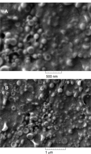 Figure 6 Scanning electron micrographs of Np3c (A) and Np3d (B).Abbreviation: Np, nanoparticle.