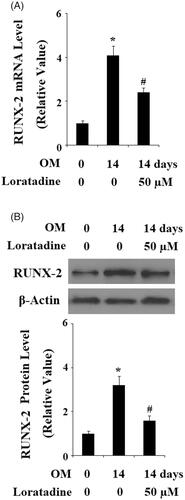 Figure 4. Antagonism of Histamine H1 receptor (H1R) using Loratadine reduced the expression of RUNX-2 during osteoblast differentiation process of MC3T3-E1 cells. Pre-osteoblast MC3T3-E1 cells were treated with osteogenic medium (OM) in the presence or absence of Loratadine (50 µM). (A) Real-time PCR analysis of RUNX-2; (B) Western blot analysis of RUNX-2 (*, #, P < .01 vs. previous column group).