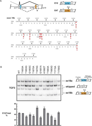 Figure 1. Recurrent mutations of the TCF3 gene in BL affect TCF3 alternative splicing.