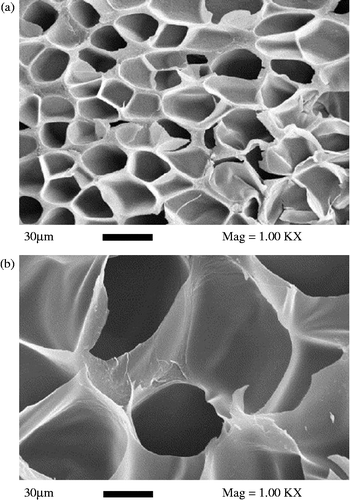 Figure 8 Effect of pressure on the foam structure of cellulose acetate (temperature = 230°C, contact time = 480 min) (a) 250 bar; (b) 100 bar. Reprinted from Reverchon and Cardea (Citation2007). Copyright 2007 with permission from Elsevier.