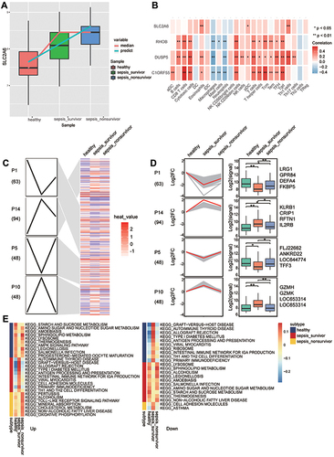 Figure 5 Persistently dysregulated gene expression during sepsis development. (A) The expression of SCL2A6 was persistently elevated during sepsis development. (B) Pearson correlation of immune infiltrating cells with the key genes. Red nodes indicate positive correlation, and blue nodes indicate negative correlation. *P < 0.05, **P < 0.01. (C) Heatmap of gene sets showing persistent up- or down-regulation that increased in the trend: healthy controls < sepsis survivors < sepsis patients who died. Gene sets were arranged based on cluster assignment to generate simplified expression profiles. We graphically depict only 4 modules with >40 genes. (D) The box plots of STEM genes in 4 clusters. Line plots and box plots were used to display, respectively, fold changes (log2FC) or absolute expression levels based on fragments per kilobase per million reads (log2 fragments per kilobase million). Representative genes were highlighted using red lines. The key genes were located on the right side of the box map. *P < 0.05, **P < 0.01. (E) Signaling pathways persistently up- or down-regulated as sepsis develops. Red nodes in the heatmap represent up-regulated signaling pathways, while blue nodes represent down-regulated signaling pathways.