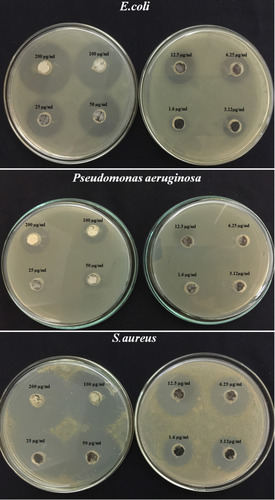 Figure 10 Visible zone formed by different concentrations (200–3.12µg/mL) of Co3O4 NPs against S. aureus, E. coli and P. aeruginosa.