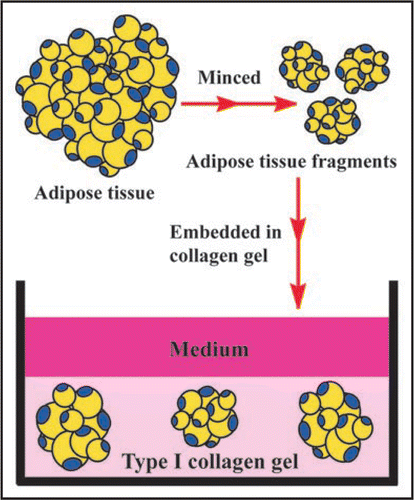 Figure 3 Adipose tissue-organotypic culture and its organization procedure. After rinsing adipose tissue, it was minced in about 0.5 mm in diameter. The minced tissue fragments are embedded in type I collagen gel. After the gel is fully firm, the gel is covered with medium and cultured.