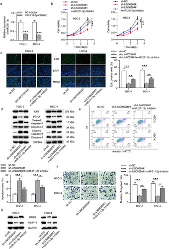 Figure 3. Downregulated miR-211-3p reversed the effect of LINC00284 knockdown on cell phenotypes of OSCC. (a) The transfection efficiency of miR-211-3p inhibitor was tested by RT-qPCR. (b and c) The viability and proliferation of OSCC cells transfected with the indicated plasmids were assessed by CCK-8 and EdU assays. (d) Western blot analysis was performed to measure the levels of proliferation and apoptosis-related protein. (e) Cell apoptosis was detected using flow cytometry analysis. (f) Cell migration was evaluated using Transwell assay. (g) Western blot analysis was performed to measure the levels of migration-related protein. *P < .05, **P < .01, ***P < .001