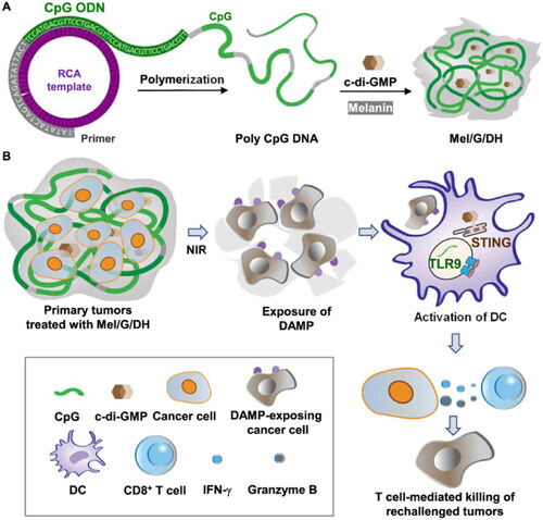 Figure 6. Proposed action mechanism of melanin-loaded DNA adjuvant hydrogel. (A) Schematic illustration of the Mel/G/DH hydrogel preparation process. (B) Mel/G/DH hydrogel was injected intratumorally. Upon near infrared (NIR) irradiation, DAMP signals (e.g., calreticulin) were exposed on the cancer cell surface, and dying cancer cells were phagocytosed by DCs. The dual adjuvants c-di-GMP and CpG were released from the hydrogel to act as potent immunostimulators for DC maturation and antigen presentation in tumor-draining lymph nodes, leading to the differentiation of immature T cells into CD8+ T cells. Subsequently, CD8+ T cells infiltrated into secondarily challenged tumors and prevented tumor recurrence. Reprinted from [J Control Release] Copyright 2020 with permission from Elsevier.