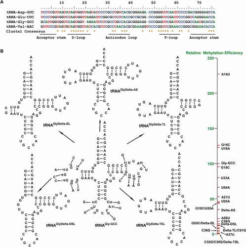 Figure 2. Sequence conservation of tRNA substrates and tRNAGly-GCC mutant structures. A. Sequence alignment of tRNA substrates of human DNMT2/TRDMT1 under ‘default’ mode by ClustalW multiple sequence alignment program in CLUSTAL X (2.0.12) software. B. Cloverleaf structures of tRNAGly-GCC mutants predicted by tRNAscan-SE 2.0