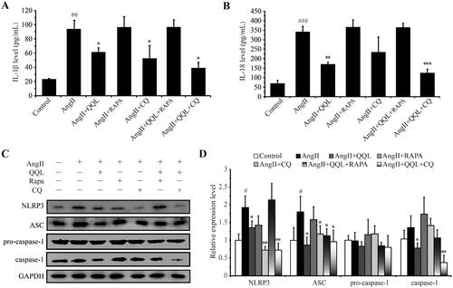 Figure 5. QQL reduces the inflammation in AngII-induced HUVECs. (A) The cell supernatant level of IL-1β (n = 3). (B) The cell supernatant level of IL-18 (n = 3). (C) Protein expression levels of NLRP3, ASC, caspase-1 and cleaved-caspase-1. (D) Relative quantification of the expression levels of NLRP3, ASC, caspase-1 and cleaved-caspase-1 (n = 3). # indicates significant difference (P value < 0.05), ## indicates significant difference (P value < 0.01), ### indicates significant difference (P value < 0.001) in AngII group compared with control group. * indicates a significant difference (P value < 0.05), ** indicates a significant difference (P value < 0.01), *** indicates a significant difference (P value < 0.001) in QQL treatment groups compared with AngII group.