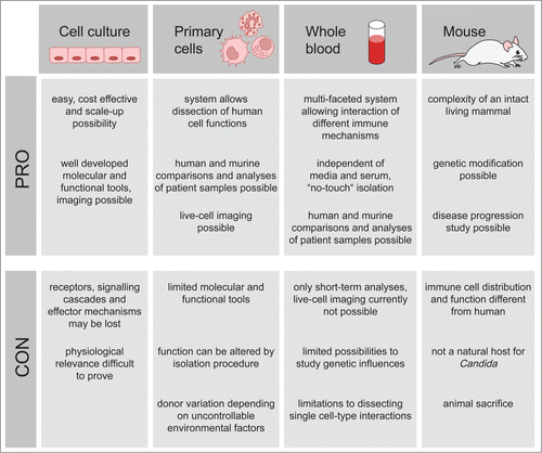 Figure 1. Advantages and disadvantages of C. albicans infection models. The most commonly employed C. albicans infection models are immortalized cell culture, primary immune cells, whole blood and mice. Each method bears both limitations and advantages, a thorough knowledge of which can be applied to determining the most suitable model.