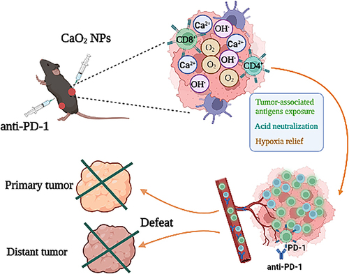 Scheme 1 The mechanism of antitumor responses induced by CaO2 NPS in combination with PD-1 inhibitors. After injection into the tumor, CaO2 NPs would react with water to produce abundant oxygen, hydroxyl ions (OH−), and Ca2+, thus alleviating tumor hypoxia, neutralizing the acidic environment, and inducing intra-tumoral calcium overload, realizing the transformation of immune-suppressive tumors into hot tumors, and enhance the anti-tumor efficacy of PD-1 inhibitors.