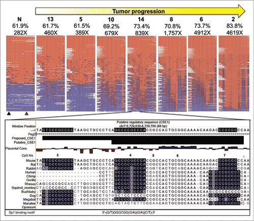 Figure 7. Bisulfite NGS reveals not all CpG are equally vulnerable to DNA methylation changes. Heat maps generated by BiQ analyzer HT showing DNA methylation at each CpG (Nos. One–16) within bisulfite PCR products. Results from the Peg3-ICR are shown as a representative set. Each column represents a CpG within the bisulfite PCR product and each row represents a sequencing read. The positions of the restriction sites utilized in COBRA are indicated below the heat map of the control sample (N) with triangles (black for TaqαI and purple for HphI). Mean methylation (%) and number of reads are presented above each map. Below the heat maps is a UCSC genome browser view of putative CSEl containing CpGs # 4–7. Sequences are highlighted based on matching the consensus motif of the SP1 transcription factor. An expansion of CSE1 is proposed based on the most hypermethylation resistant CpG, # 3, being contained in a highly conserved region that matched very well with the SP1 binding motif and was not included in putative CSE1.