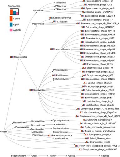 Figure 5 Phylogenetic tree showing differences in the composition of viral/phage species in control (red), AgNP (blue) and AgOAC (pink) fecal samples after 7 days of treatment.Abbreviations: AgNP, silver nanoparticles; AgOAC, silver acetate.