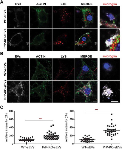 Figure 6. PrP influences brain sEVs uptake by primary neurons. (A) Representative confocal microscopy images of primary neurons from WT mice in high-density culture (HDC) incubated for 1 h with sEVs isolated from either WT (WT-sEVs) or Prnp0/0 mouse brains (PrP-KO-sEVs) and labelled with mCLING dye. Small EVs signals are shown in white. Neurons were stained with phalloidin (green; to visualize F-actin), the lysosomal marker LAMP-1 (red), and with DAPI (blue; to visualize the nucleus). Note that after 1 h of incubation, WT-sEVs present with a weak and rather diffuse staining at the neuronal plasma membrane, whereas PrP-KO-sEVs show a dotty staining at the neuronal plasma membrane with some PrP-KO-sEVs being present inside the neuronal cell body (yellow arrow). In this HDC condition, other cell types (apparently microglia based on their morphology in culture) were observed to take up a few WT-sEVs, yet conspicuously much higher amounts of PrP-KO-sEVs. (B) Representative confocal images of low-density culture (LDC) primary neurons from WT mice incubated for 1 h with sEVs isolated from WT (WT-sEVs) or PrP-KO mouse brains (PrP-KO-sEVs) labelled with mCLING as in (A). Here again, PrP-KO-sEVs (showing a distinct dotty pattern inside neurons) are taken up more readily than WT-sEVs. Cells presumed to be microglia cells (see also Figure 7A) showed a similarly strong engulfment pattern for sEVs from PrP-KO brain as in (A). Scale bar is 5 µm. (C) Scatter plot showing intensity of sEVs quantification in high-density (HDC, on the left) and low-density primary neuronal cultures (LDC, on the right). PrP-KO-sEVs are significantly more taken up by neurons after 1 h than WT-sEVs. The mean, SEM and p-values are given in the main text.