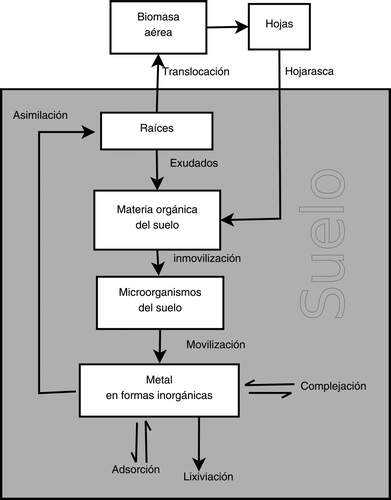 Figura adicional 1. Esquema del ciclo de elementos traza en el sistema suelo-cultivo adaptado de (Ross & Kaye, 1994). Supplementary Figure 1. Schematic of the cycle of trace elements in soil-crop system adapted from Ross & Kaye (Citation1994).